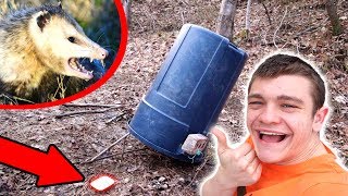 GIANT DEADFALL TRAP Primitive  Survival [upl. by Irakab]