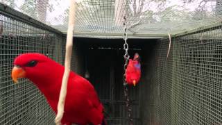 Moluccan Red Lories Pure subspecies [upl. by Culhert]