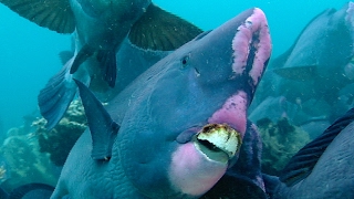 Feeding Humphead Parrotfish  Blue Planet  BBC Earth [upl. by Torrell]