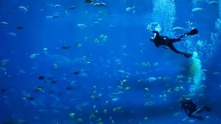 Discover the Peaceful Underwater Sounds of Georgia Aquarium [upl. by Kelcie]