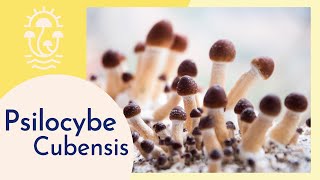 Psilocybe Cubensis Meet the Psychedelic Mushroom [upl. by Tyree535]