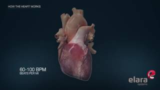 Heart in 3D Animation How the Heart Works [upl. by Orvas139]