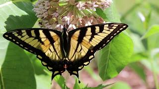 Eastern Tiger Swallowtail butterfly  Papilio glaucus Linnaeus [upl. by Tram232]