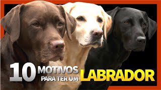 10 Motivos para ter um Labrador  TUDO SOBRE A RAÇA LABRADOR [upl. by Chaddy996]