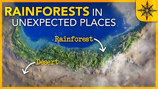 Why We Find Rainforests in Unexpected Places [upl. by Ardnuasac]