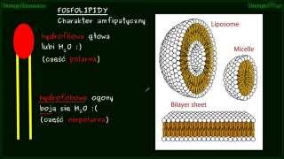 Błona komórkowa cz1  błony plazmatyczne plazmolema fosfolipidy [upl. by Novaat]