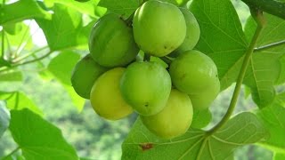 Jatropha curcas hope for future biodiesel production [upl. by Agni]