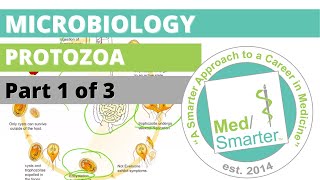 Protozoa  Microbiology  USMLE STEP 1  Part 1 of 3 [upl. by Ahsinad271]