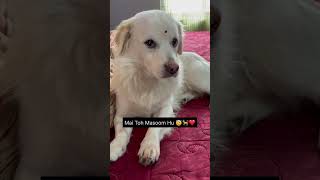 Kyun sahi kaha na 😂 Masoom dhunu 🐕❤️dog doglover dogcutes funnydog dogs cute [upl. by Swann]