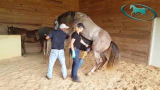 Horse Semen Collection  Artificial Insemination of Mare [upl. by Ojahtnamas153]