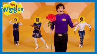 Today 🌞 The Wiggles 🎶 Kids Pop Songs [upl. by Mareld306]