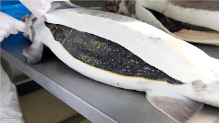 How Sturgeon Caviar Is Farmed and Processed  How it made Caviar  Sturgeon Caviar Farm [upl. by Edahc185]