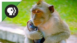 Monkeys Steal Peoples Belongings to Trade for Food [upl. by Billi]