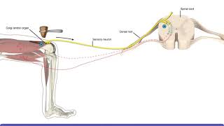 Detailed Animation on Tendon Reflex [upl. by Alroi]