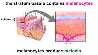 The Integumentary System [upl. by Gunther31]