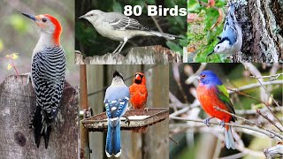 Identify Your Backyard Birds [upl. by Yrret868]