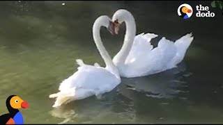 Swan Couple Has SWEETEST Reunion  The Dodo [upl. by Brookhouse768]