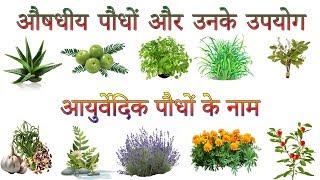 औषधीय पौधों और उनके उपयोग  Ayurvedic Plants Information In Hindi  आयुर्वेदिक पौधों के नाम [upl. by Floyd]