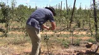 How to train pear trees into a 4 leader system on Open Tatura trellis [upl. by Ahsitaf]