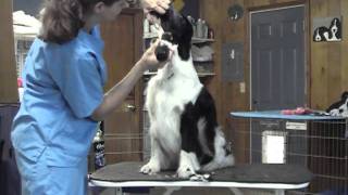 English Springer Spaniel Grooming Part 1 [upl. by Elinor]