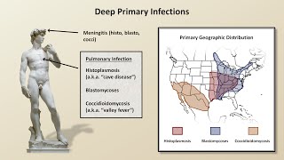 Fungal Infections of Lungs  Actinomycosis Histoplasmosis Coccidioidomycosis  Introduction [upl. by Noiro480]