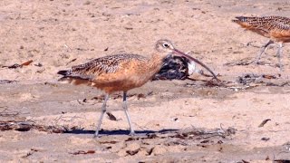 Longbilled Curlew [upl. by Issim]