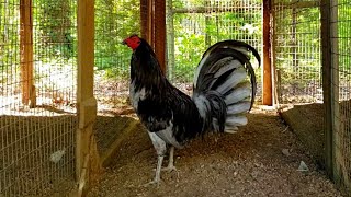 Miner Blue Gamefowl Rooster Gallos [upl. by Supple972]