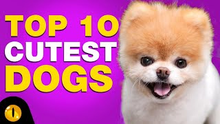 TOP 10 CUTEST DOG BREEDS [upl. by Lehcir294]