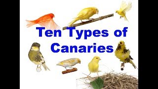 10 Types of canaries [upl. by Asin]