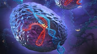 CRISPR Confirmation Genotyping CRISPRCas9 Gene Editing [upl. by Ahsimik385]