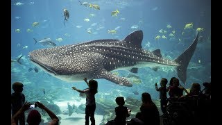 Discover the Spectacular Wonders of The Georgia Aquarium  Atlanta USA [upl. by Eehsar297]