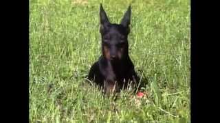 Manchester Terrier  AKC Dog Breed Series [upl. by Sileas255]