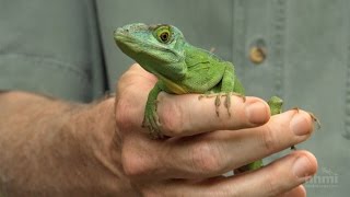 The Phylogenetic Tree of Anole Lizards — HHMI BioInteractive Video [upl. by Cinelli329]