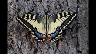 METAMORPHOSIS Swallowtail butterfly lifecycle [upl. by Maller]