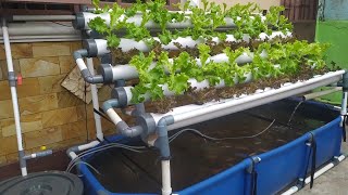 DIY  How to make Simple RAS system Tilapia Ponds  Aquaponic System part 3 [upl. by Neehar]