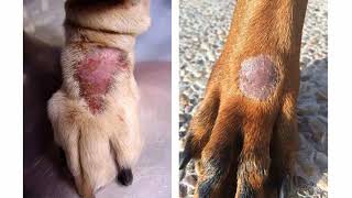 SKIN LESIONS IN DOGS [upl. by Annahavas]