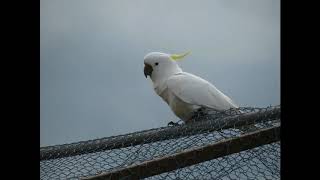 Cockatoo Noises to play to your bird [upl. by Necyrb]