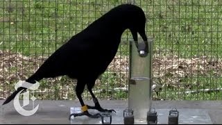 How Smart Are Crows  ScienceTake  The New York Times [upl. by Jordison]