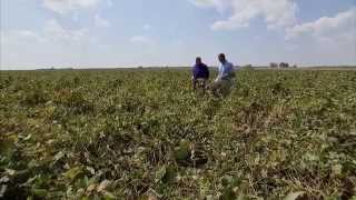 Harvesting Soybeans  Americas Heartland [upl. by Gemma]