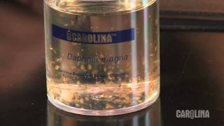 How to Care for Daphnia [upl. by Aerdnuahs]