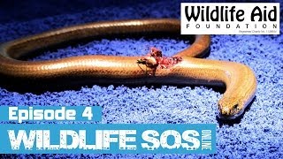 Wildlife SOS Online  Episode 4 [upl. by Novehc]