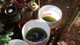 How to grow Green Water Algae [upl. by Alahs]