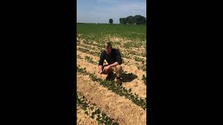 Growth Stages Of Soybean Plants [upl. by Nelag]