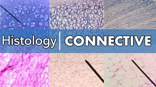 Histology for Beginners [upl. by Norrab]