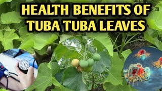 18 HEALING WONDERS OF TUBATUBA LEAVES Jatropha curcas HEALTH BENEFITS OF PHYSIC NUT [upl. by Bale]