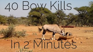 Bow Hunting Africa  40 Bow Kills In 2 Minutes [upl. by Awram159]