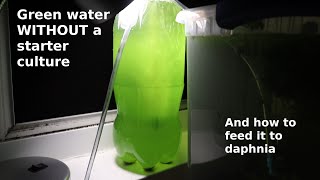 Green Water WITHOUT a Starter Culture  From Scratch  How To [upl. by Randi]