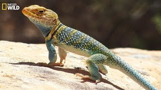 National Geographic Wild  Wild life of the reptiles lizards  BBC [upl. by Ahcsatan66]