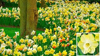 How to Plant Daffodil in the Border Spring Garden Guide [upl. by Adnola140]