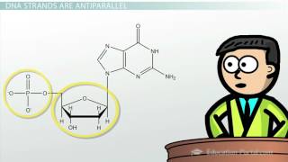 DNA  Adenine Guanine Cytosine Thymine [upl. by Joappa]